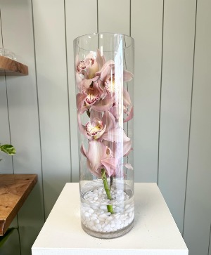 Cymbidium Serenity 