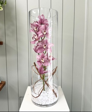 Cymbidium Serenity 