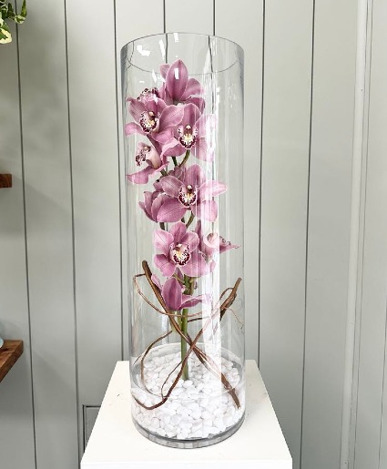 Cymbidium Serenity 