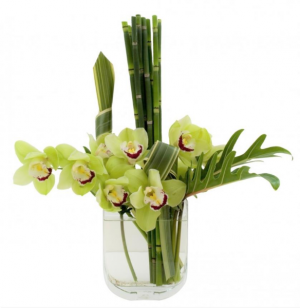 Cymbidium Simplicity Vase Arrangement, Modern in Brattleboro, VT | WINDHAM FLOWERS Cymbidium Simplicity Vase Arrangement, Modern in Brattleboro, VT | WINDHAM FLOWERS