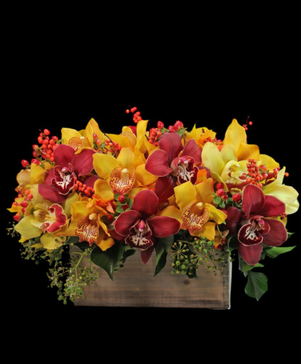 Cymbidium Splendor  