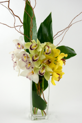 Cymbidium trio One side