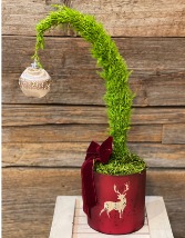 Cypress Christmas Tree 