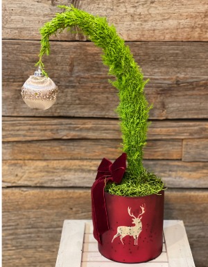 Cypress Christmas Tree 