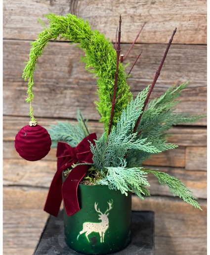 Cypress Christmas Tree 