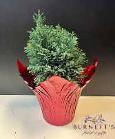 Cypress Tree Plant