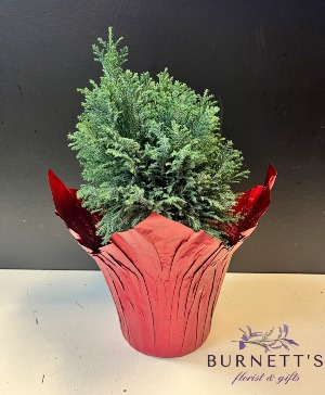 Cypress Tree Plant