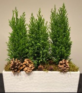 CYPRESS TREE PLANTER  