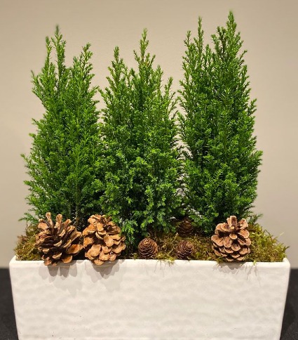 CYPRESS TREE PLANTER  