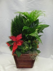 Cyprus Planter Plant basket