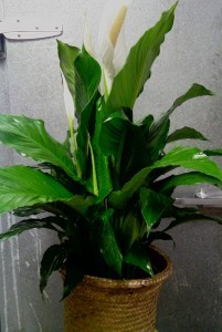 D150  peace lily
