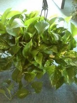 D2026 hanging pothos