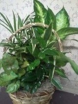 D2030 planter