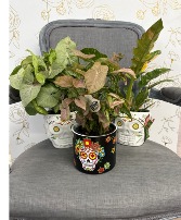 Día de Muertos "Day of the Dead" 6" Plant  Plant
