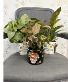Día de Muertos "Day of the Dead" 6" Plant  Plant