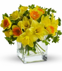 Daffodil Dreams H1403A