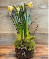 Daffodil Hop Plant
