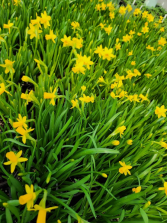 Daffodil Plant Potted Daffodil