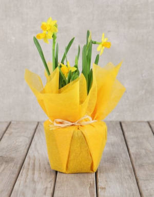 Daffodil Potted Plant 