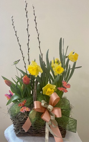 Daffodill Basket Potted Bulb plants