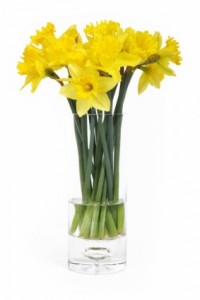 Daffodils In a Vase