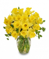 Daffodils Spring flowers