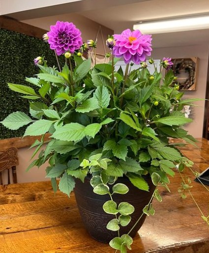 Dahlia Planter- SOLD OUT!
