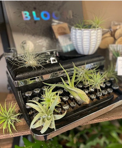 Dainty Air Plants 