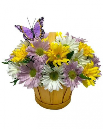 Daisies A Day Daisies