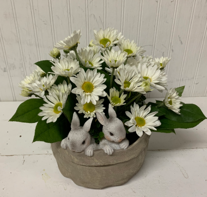 Daisies & Bunnies