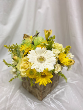 Daisy 
