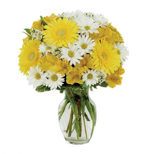 Daisy A Day Bouquet Item #169-11KM in Arlington, TX | Erinn's Creations Florist Daisy A Day Bouquet Item #169-11KM in Arlington, TX | Erinn's Creations Florist