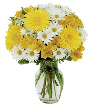 Daisy A Day Bouquet sku # BF169-11KM in Arlington, TX | Erinn's Creations Florist Daisy A Day Bouquet sku # BF169-11KM in Arlington, TX | Erinn's Creations Florist