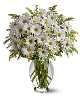 Daisy Arrangement 