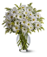 Daisy Arrangement 