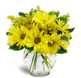 DAISY ARRANGEMENT BOWL ARRANGEMENT