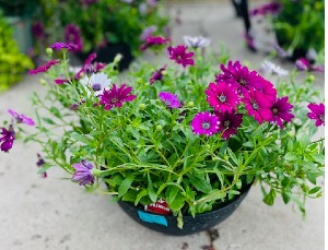 Daisy Bowl Plant