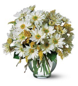 Daisy Cheer Fresh Arrangement