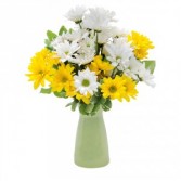 Daisy Craisy Arrangement