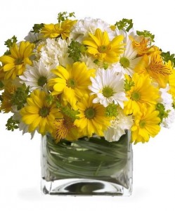 Daisy Cube 