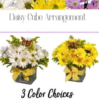 Daisy Cube-Designer’s Choice