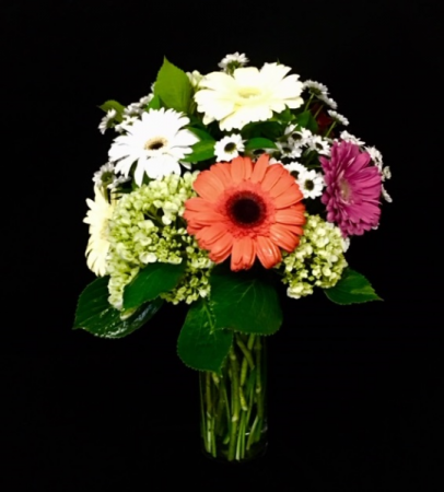 Daisy Dance Mix Colors of Daisies