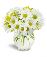 Daisy Day (Color May Vary Fresh flowers 