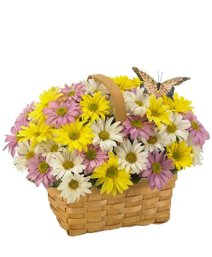 Daisy Daydream basket Fresh Flower