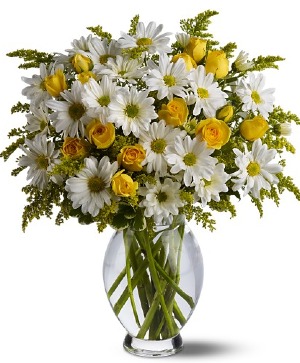 Daisy Days "New At Wilsons"