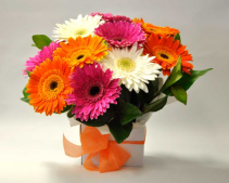 Daisy Delight 