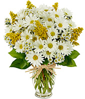 Daisy Delight