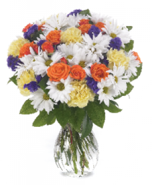 Daisy Delight Everday