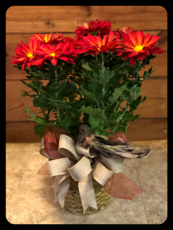 Daisy Mum Plant
