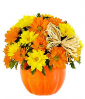 Daisy Pumpkin